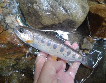 大増水の渓で苦戦